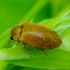 Fruitworm Beetle - Byturus ochraceus | Fotografijos autorius : Romas Ferenca | © Macrogamta.lt | Šis tinklapis priklauso bendruomenei kuri domisi makro fotografija ir fotografuoja gyvąjį makro pasaulį.