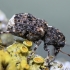 Fungus Weevil - Dissoleucas niveirostris | Fotografijos autorius : Kazimieras Martinaitis | © Macronature.eu | Macro photography web site