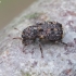 Fungus Weevil - Dissoleucas niveirostris | Fotografijos autorius : Romas Ferenca | © Macronature.eu | Macro photography web site