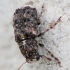 Fungus Weevil - Dissoleucas niveirostris | Fotografijos autorius : Vidas Brazauskas | © Macronature.eu | Macro photography web site