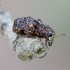 Fungus Weevil - Dissoleucas niveirostris | Fotografijos autorius : Romas Ferenca | © Macronature.eu | Macro photography web site