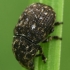 Fungus weevil - Anthribus nebulosus  | Fotografijos autorius : Gintautas Steiblys | © Macronature.eu | Macro photography web site