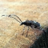 Fungus weevil - Platystomos albinus | Fotografijos autorius : Vitalii Alekseev | © Macronature.eu | Macro photography web site