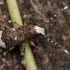 Fungus weevil - Platystomos albinus | Fotografijos autorius : Eglė Vičiuvienė | © Macronature.eu | Macro photography web site