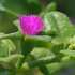 Širdžialapė traškenė - Mesembryanthemum cordifolium | Fotografijos autorius : Gintautas Steiblys | © Macrogamta.lt | Šis tinklapis priklauso bendruomenei kuri domisi makro fotografija ir fotografuoja gyvąjį makro pasaulį.