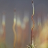 Gegužinės - Polytrichum | Fotografijos autorius : Agnė Našlėnienė | © Macrogamta.lt | Šis tinklapis priklauso bendruomenei kuri domisi makro fotografija ir fotografuoja gyvąjį makro pasaulį.