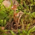 Galerina pumila | Fotografijos autorius : Vytautas Gluoksnis | © Macrogamta.lt | Šis tinklapis priklauso bendruomenei kuri domisi makro fotografija ir fotografuoja gyvąjį makro pasaulį.