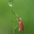 Gall midge - Cecidomyiidae ♀ | Fotografijos autorius : Žilvinas Pūtys | © Macronature.eu | Macro photography web site