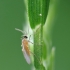 Gall midge - Cecidomyiidae | Fotografijos autorius : Vidas Brazauskas | © Macronature.eu | Macro photography web site