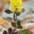 Ganyklinis dobilas - Trifolium campestre | Fotografijos autorius : Gintautas Steiblys | © Macrogamta.lt | Šis tinklapis priklauso bendruomenei kuri domisi makro fotografija ir fotografuoja gyvąjį makro pasaulį.