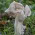 Garbanotoji alvytė - Helvella crispa | Fotografijos autorius : Žilvinas Pūtys | © Macrogamta.lt | Šis tinklapis priklauso bendruomenei kuri domisi makro fotografija ir fotografuoja gyvąjį makro pasaulį.