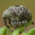 Garden Figwort Weevil - Cionus hortulanus ♂ | Fotografijos autorius : Žilvinas Pūtys | © Macronature.eu | Macro photography web site