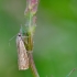 Garden Grass-veneer | Chrysoteuchia culmella | Fotografijos autorius : Darius Baužys | © Macronature.eu | Macro photography web site