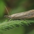 Garden Grass-veneer - Chrysoteuchia culmella | Fotografijos autorius : Gintautas Steiblys | © Macronature.eu | Macro photography web site