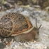 Garden Snail - Cornu aspersum | Fotografijos autorius : Gintautas Steiblys | © Macronature.eu | Macro photography web site