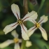 Garden rocket - Eruca vesicaria | Fotografijos autorius : Gintautas Steiblys | © Macronature.eu | Macro photography web site