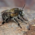 Gaurabitė - Anthophora plumipes ♂ | Fotografijos autorius : Gintautas Steiblys | © Macrogamta.lt | Šis tinklapis priklauso bendruomenei kuri domisi makro fotografija ir fotografuoja gyvąjį makro pasaulį.