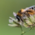 Gauruotakojė bitė - Dasypoda altercator  | Fotografijos autorius : Dalia Račkauskaitė | © Macrogamta.lt | Šis tinklapis priklauso bendruomenei kuri domisi makro fotografija ir fotografuoja gyvąjį makro pasaulį.