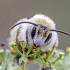 Paprastoji gauruotakojė bitė - Dasypoda cf. hirtipes | Fotografijos autorius : Darius Baužys | © Macrogamta.lt | Šis tinklapis priklauso bendruomenei kuri domisi makro fotografija ir fotografuoja gyvąjį makro pasaulį.