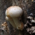 Gauruotoji skujagalvė - Pholiota populnea | Fotografijos autorius : Vytautas Gluoksnis | © Macrogamta.lt | Šis tinklapis priklauso bendruomenei kuri domisi makro fotografija ir fotografuoja gyvąjį makro pasaulį.