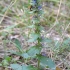 Gauruotoji vaisgina - Ajuga genevensis | Fotografijos autorius : Kazimieras Martinaitis | © Macrogamta.lt | Šis tinklapis priklauso bendruomenei kuri domisi makro fotografija ir fotografuoja gyvąjį makro pasaulį.