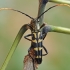 Gelsvaūsis grakštenis - Leptura annularis | Fotografijos autorius : Gintautas Steiblys | © Macrogamta.lt | Šis tinklapis priklauso bendruomenei kuri domisi makro fotografija ir fotografuoja gyvąjį makro pasaulį.