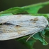 Žilagelsvis pašakninis pelėdgalvis - Apamea lithoxylaea | Fotografijos autorius : Gintautas Steiblys | © Macrogamta.lt | Šis tinklapis priklauso bendruomenei kuri domisi makro fotografija ir fotografuoja gyvąjį makro pasaulį.