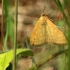 Gelsvoji sitochroja - Sitochroa verticalis | Fotografijos autorius : Ramunė Vakarė | © Macrogamta.lt | Šis tinklapis priklauso bendruomenei kuri domisi makro fotografija ir fotografuoja gyvąjį makro pasaulį.