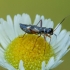 Geltonženklė žolblakė - Globiceps flavomaculatus ♀ | Fotografijos autorius : Žilvinas Pūtys | © Macrogamta.lt | Šis tinklapis priklauso bendruomenei kuri domisi makro fotografija ir fotografuoja gyvąjį makro pasaulį.