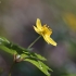 Geltonžiedė plukė - Anemonoides ranunculoides | Fotografijos autorius : Agnė Našlėnienė | © Macrogamta.lt | Šis tinklapis priklauso bendruomenei kuri domisi makro fotografija ir fotografuoja gyvąjį makro pasaulį.