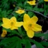 Geltonžiedė plukė - Anemonoides ranunculoides | Fotografijos autorius : Aleksandras Stabrauskas | © Macrogamta.lt | Šis tinklapis priklauso bendruomenei kuri domisi makro fotografija ir fotografuoja gyvąjį makro pasaulį.