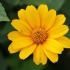 Geltonžiedis saulakis - Heliopsis helianthoides | Fotografijos autorius : Gintautas Steiblys | © Macrogamta.lt | Šis tinklapis priklauso bendruomenei kuri domisi makro fotografija ir fotografuoja gyvąjį makro pasaulį.