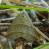 Geltonjuostis plačiasparnis naktinukas - Colobochyla salicalis | Fotografijos autorius : Žilvinas Pūtys | © Macrogamta.lt | Šis tinklapis priklauso bendruomenei kuri domisi makro fotografija ir fotografuoja gyvąjį makro pasaulį.