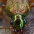 Geltonkojis žalsvažygis - Chlaeniellus nitidulus | Fotografijos autorius : Žilvinas Pūtys | © Macrogamta.lt | Šis tinklapis priklauso bendruomenei kuri domisi makro fotografija ir fotografuoja gyvąjį makro pasaulį.