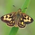 Geltonmargė hesperija - Carterocephalus silvicola ♀ | Fotografijos autorius : Gintautas Steiblys | © Macrogamta.lt | Šis tinklapis priklauso bendruomenei kuri domisi makro fotografija ir fotografuoja gyvąjį makro pasaulį.