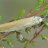 Geltonoji kerpytė - Eilema lutarella | Fotografijos autorius : Gintautas Steiblys | © Macrogamta.lt | Šis tinklapis priklauso bendruomenei kuri domisi makro fotografija ir fotografuoja gyvąjį makro pasaulį.