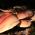 Raudongalvis baltikenis - Tricholomopsis rutilans | Fotografijos autorius : Ramunė Vakarė | © Macrogamta.lt | Šis tinklapis priklauso bendruomenei kuri domisi makro fotografija ir fotografuoja gyvąjį makro pasaulį.