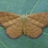 Geltonsparnis sprindžiukas - Idaea serpentata ♂ | Fotografijos autorius : Žilvinas Pūtys | © Macrogamta.lt | Šis tinklapis priklauso bendruomenei kuri domisi makro fotografija ir fotografuoja gyvąjį makro pasaulį.