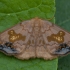 Geltontaškis lenktasparnis - Sabra harpagula ♂ | Fotografijos autorius : Žilvinas Pūtys | © Macrogamta.lt | Šis tinklapis priklauso bendruomenei kuri domisi makro fotografija ir fotografuoja gyvąjį makro pasaulį.