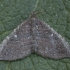 Gem Moth - Orthonama obstipata ♀ | Fotografijos autorius : Žilvinas Pūtys | © Macronature.eu | Macro photography web site