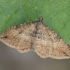 Gem Moth - Orthonama obstipata | Fotografijos autorius : Gintautas Steiblys | © Macronature.eu | Macro photography web site