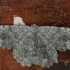 Geometer moth - Dicrognophos sartata | Fotografijos autorius : Gintautas Steiblys | © Macronature.eu | Macro photography web site