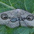 Geometer moth - Problepsis ocellata | Fotografijos autorius : Gintautas Steiblys | © Macronature.eu | Macro photography web site