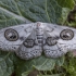Geometer moth - Problepsis ocellata | Fotografijos autorius : Žilvinas Pūtys | © Macronature.eu | Macro photography web site