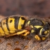 German wasp - Vespula germanica | Fotografijos autorius : Žilvinas Pūtys | © Macrogamta.lt | Šis tinklapis priklauso bendruomenei kuri domisi makro fotografija ir fotografuoja gyvąjį makro pasaulį.