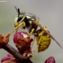 German wasp - Vespula germanica | Fotografijos autorius : Romas Ferenca | © Macronature.eu | Macro photography web site