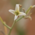 Ghurayra - Eremobium aegyptiacum | Fotografijos autorius : Gintautas Steiblys | © Macronature.eu | Macro photography web site