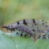 Giant Stream Lacewing - Osmylus fulvicephalus ♂ | Fotografijos autorius : Žilvinas Pūtys | © Macronature.eu | Macro photography web site