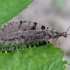 Giant Stream Lacewing - Osmylus fulvicephalus | Fotografijos autorius : Romas Ferenca | © Macronature.eu | Macro photography web site