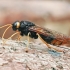 Giant Woodwasp - Urocerus gigas | Fotografijos autorius : Gintautas Steiblys | © Macronature.eu | Macro photography web site